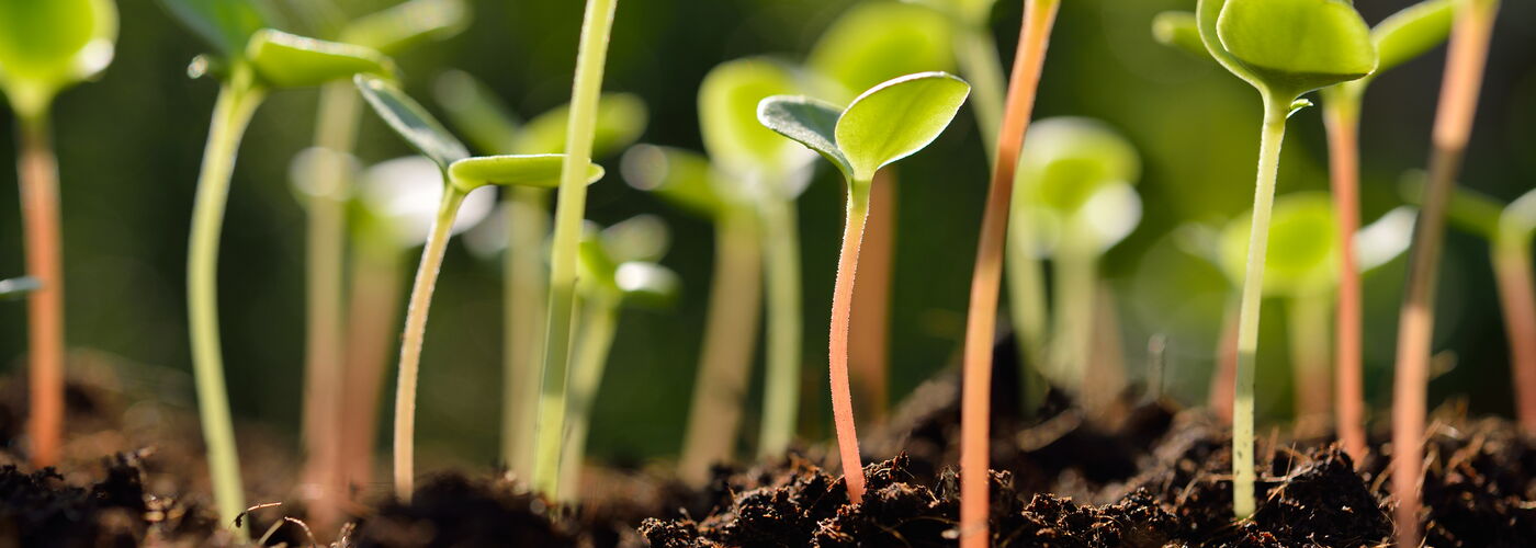 wachsende Keimlinge